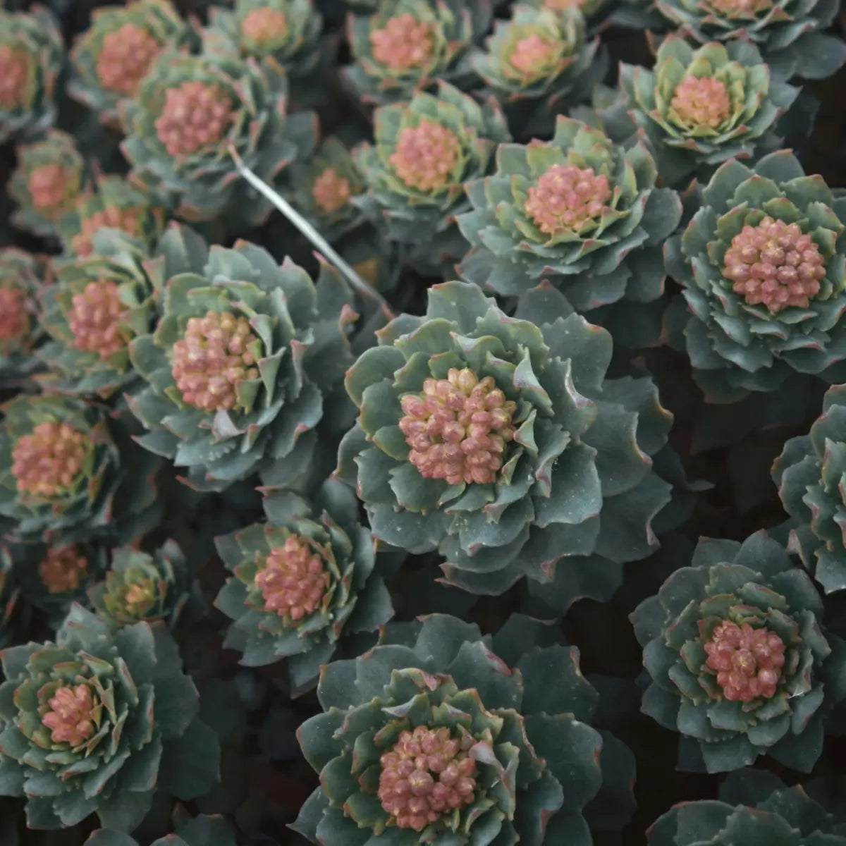 Różeniec górski (Rhodiola rosea)