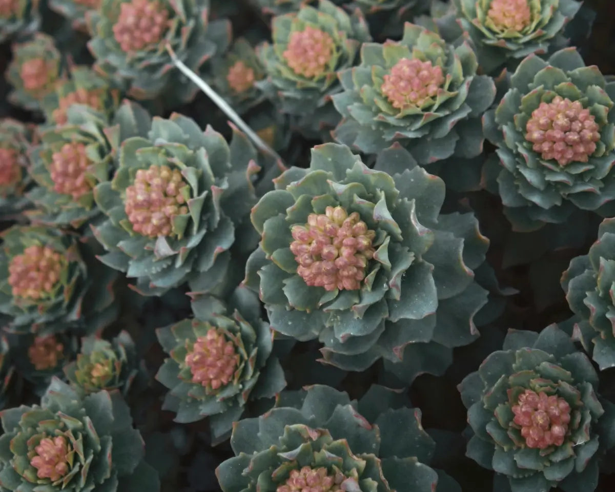 Różeniec górski (Rhodiola rosea)